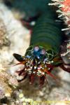 Mantis Shrimp 03t 0154 copy