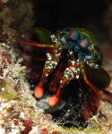 Mantis Shrimp 04tc 0173 copy