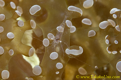 Commensal Shrimp 02t 0246 copy