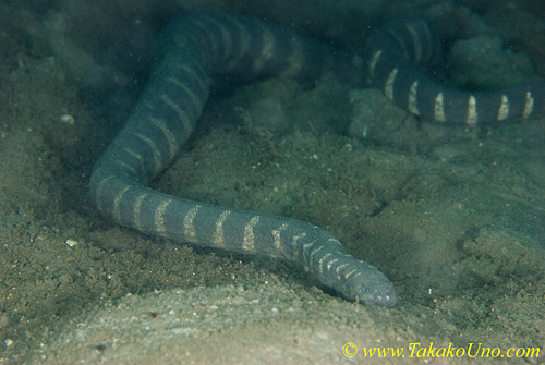 Banded Elephant Trunk Snake 01t 0049 copy