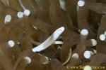 Mushroom Coral Pipefish 01t 0091 copy