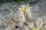 Thorny Seahorse 01tc baby 0066 copy