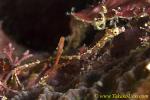 Brock's Pipefish 01tc 0048