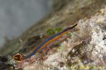 Hoshu Pipefish 01t 0014 copy