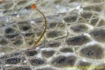 Multi-barred Pipefish 01t on turtle 0094 copy