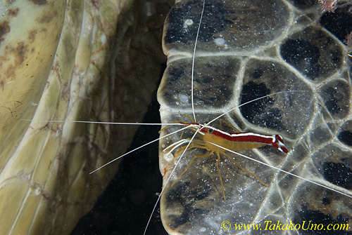 Cleaner Shrimp 04t on turtle 0101 copy