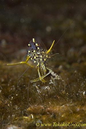 Cleaner Shrimp 02tc 0005 copy