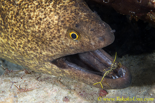 Moray Eel 07t 0085 copy