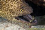 Moray Eel 07t 0085 copy