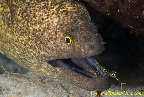 Moray Eel 04t & Shrimp 0074 copy