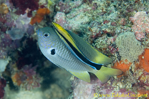 Damesel 01tc & Cleaner 0128 copy