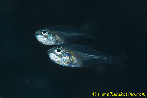 Cardinal Fish 02t 0055 copy