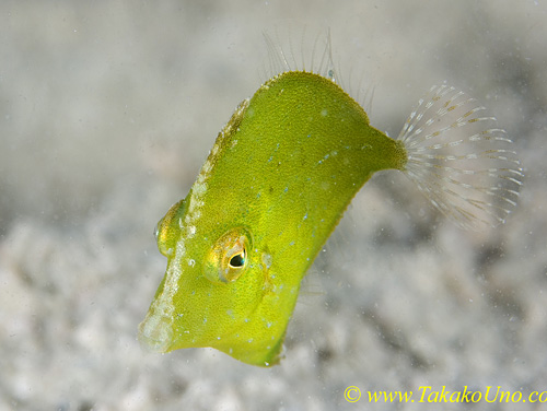 Diamond Filefish 01tc 0076 copy