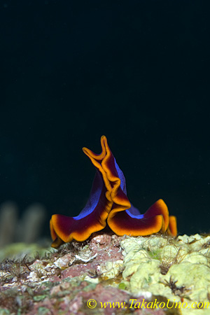 Flatworm 01t 0182 Pseudoceros ferrugineus