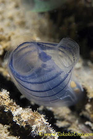 Tunicate 01t 0031 copy