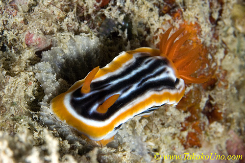 Chromodoris Nudi 01tc 0041 copy