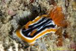 Chromodoris Nudi 01tc 0041 copy