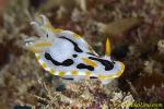 Chromodoris Nudi 02t 0120 copy