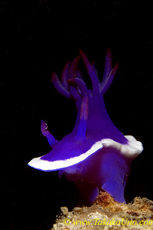 Royal Nudi 01t 0002 copy