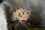 Postulate Nudi 01tc 0265 copy