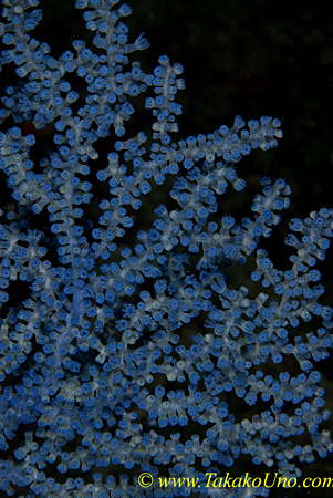 Blue Sea Fan 01t 0064