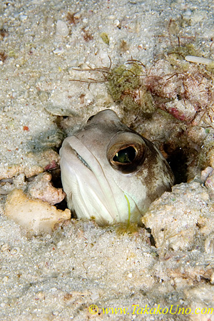 Jawfish 02tc sp 0077 unidentified species