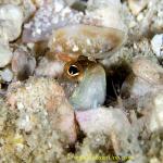 Unidentified Jawfish 01tc 0062 copy