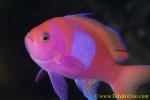 Square Spot Anthias 01t male 0121 copy