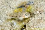 Sand Goby 03tc guarding eggs 0066 copy