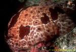 Pleurobranchus grandis 01 150mm ls