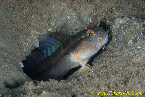 Shrimp Goby 01t 0116 copy