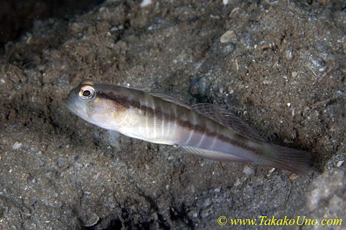 Shrimp Goby 05tc 0020 copy