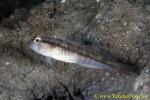 Shrimp Goby 05tc 0020 copy