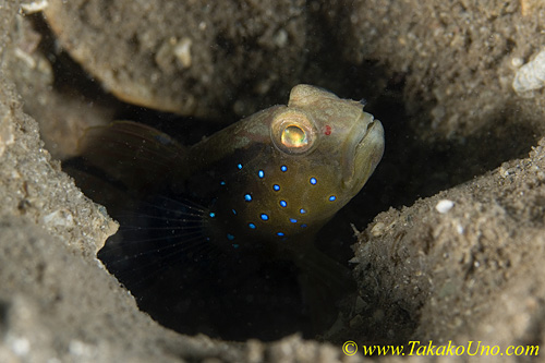 Shrimp Goby 13tc 0099 copy