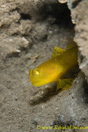 Shrimp Goby 12tc 0105 copy