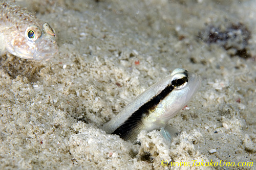 Shrimp Goby 26tc & Sand Goby 0071 copy