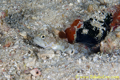 Shrimp Goby 21tc 0010 copy