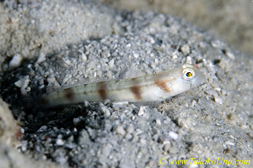 Shrimp Goby 24tc 0059 copy