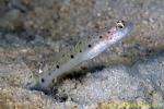 Shrimp Goby 25tc 0061 copy