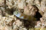 Shrimp Goby 22tc 0012 copy