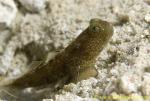 Shrimp Goby 31t 0107 copy