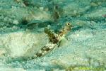 Shrimp Goby 43tc Flagfin 0081 copy