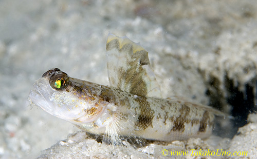 Shrimp Goby 27tc 0082 copy