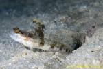 Shrimp Goby 28tc & Alpheus Shrimp 0077 copy