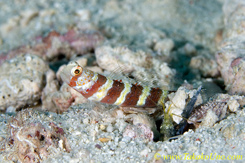 Shrimp Goby 32tc Burgundy 01tc 0088 copy