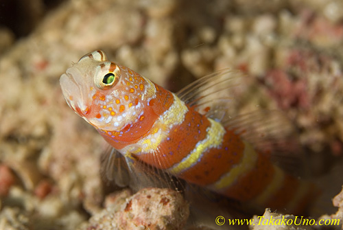 Shrimp Goby 33t Burgundy 02t 0138 copy