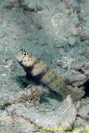 Shrimp Goby 41tc 0146 copy