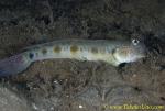 Sleeper Goby 02t 0047 copy