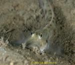 Sleeper Goby 01tc 0054 copy