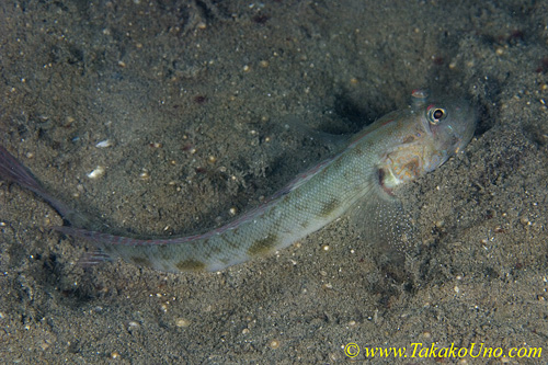 Sleeper Goby 03t burrowing 0083 copy